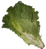 Lettuce