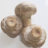 Mushrooms