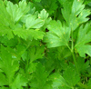 Parsley