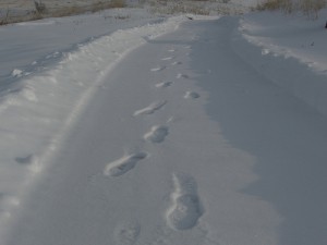 Steps in the snow